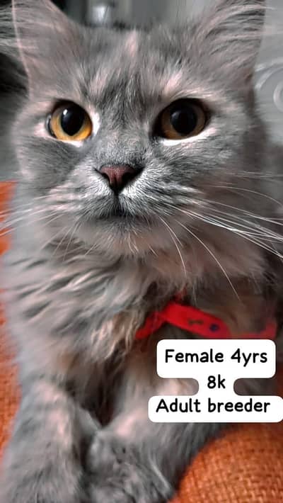 Pure Persian Cat Family 4Sale / Adult Breeding Pair + 3Healthy Kitens
