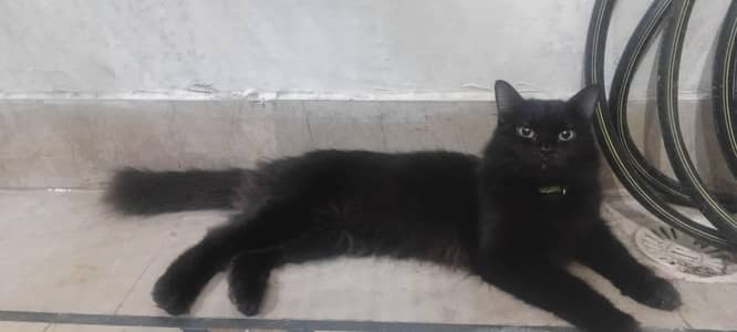 Black Persian Female Cat for Sale
