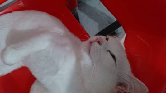 White beautiful Cat available.