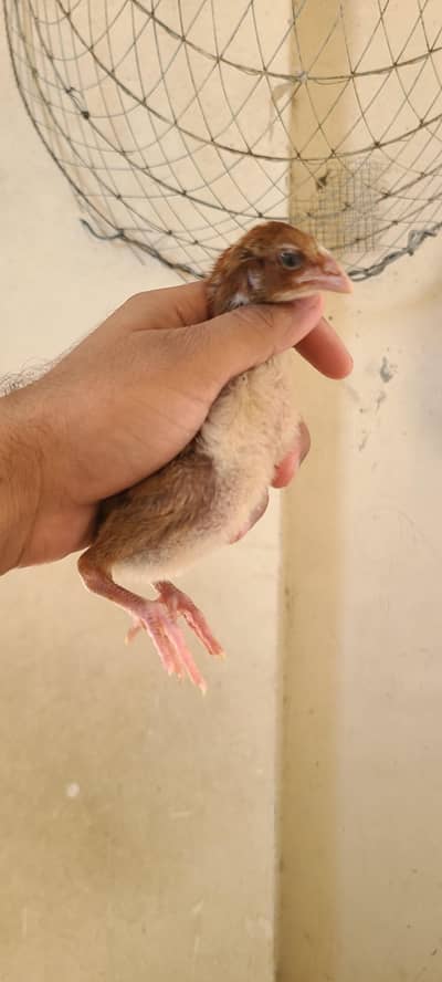 aseel chick's