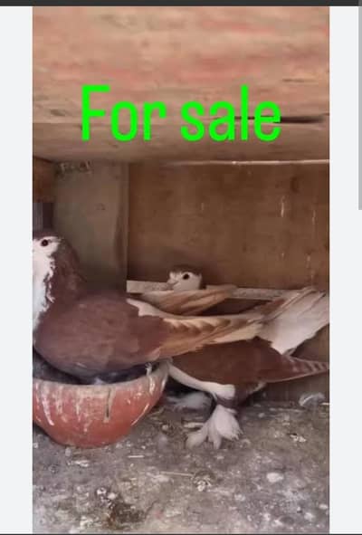 Urgent sale