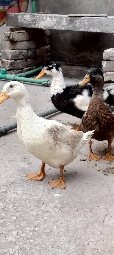 Desi ducks 1 male 2 females
