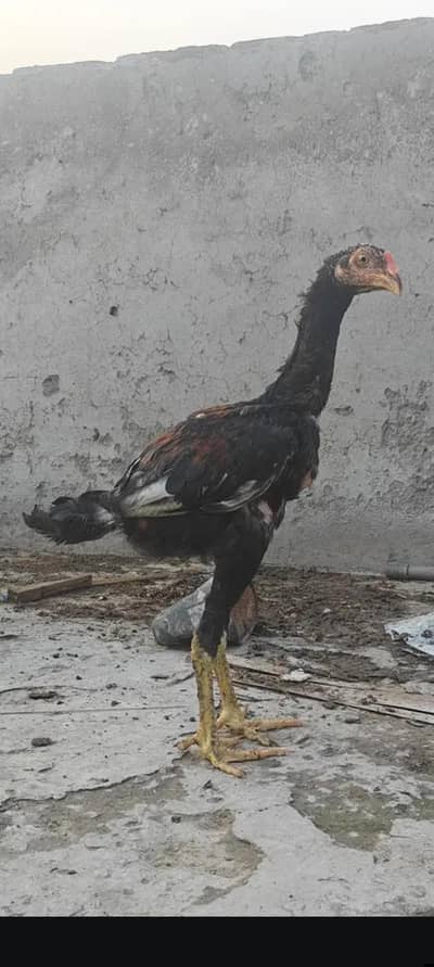 Aseel mianwali