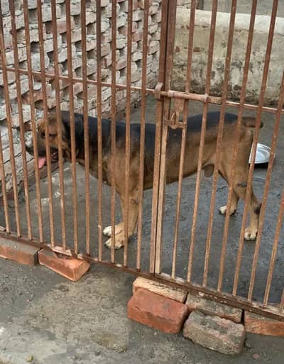 Boreboel Male Dog