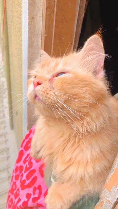 Persian cat for sale