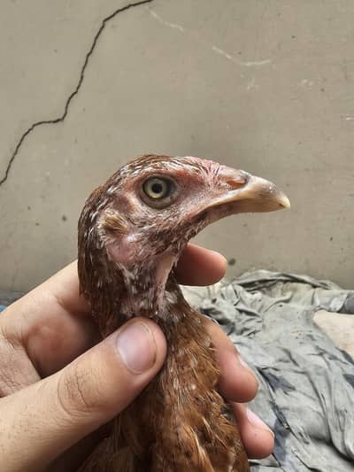  Premium Pure Aseel Chicks for Sale 