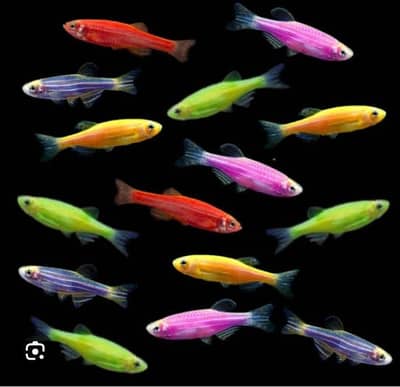 zebra denios and aquatic plants for sale