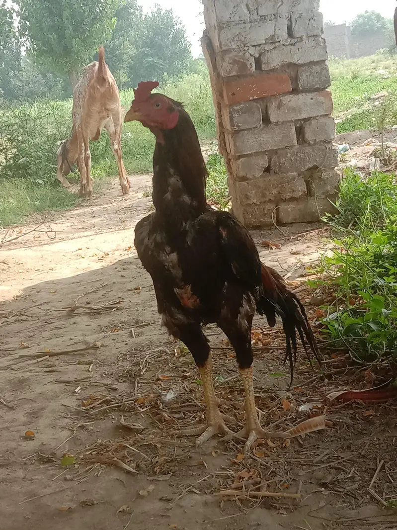Aseel lakhaa mia wali — photo 4