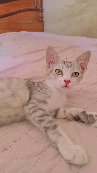 Cats For Sell Mix me hai Pakistani or Persian Breed Urgent Sell Karna