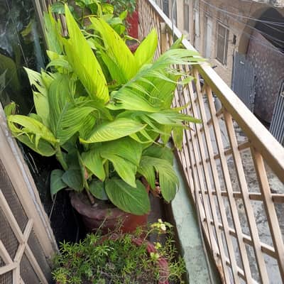 plant for sale