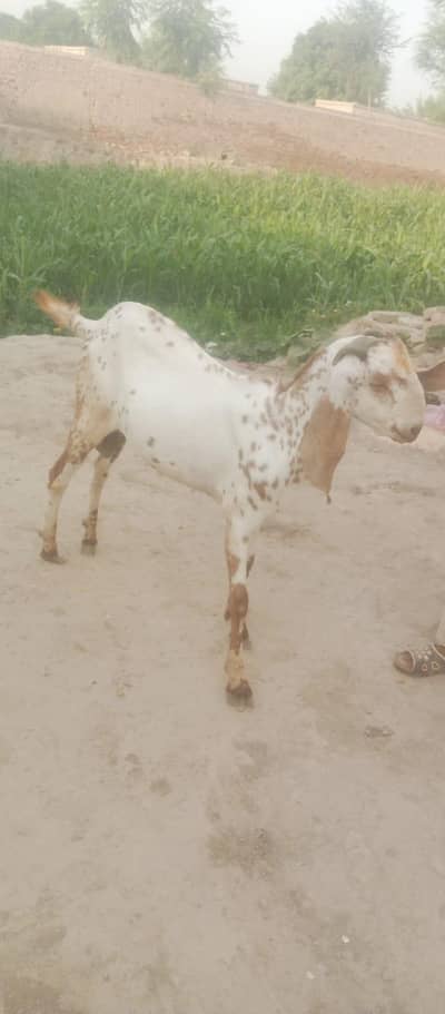 Bakra for sale