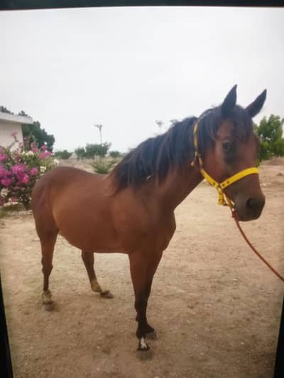 healthy and well trained horses for sale