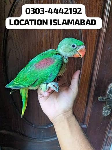 MASHAALLAH JUMBO SIZE COVER CHIKS