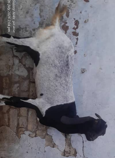 SALE SALE SALE CHOOSE THE GOAT AND PRICE Is reasonable