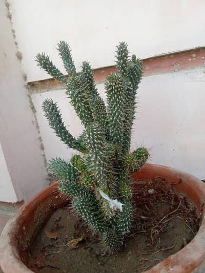 Most Rear desert cactus plant