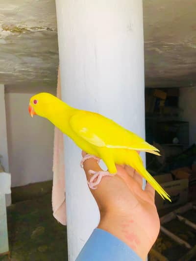 yellow parrot chicks