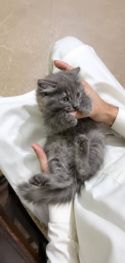 Gray Persian kittens