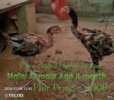 Pure Aseel Home bread