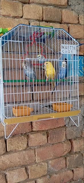 love bird
