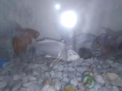 White Butterfly koi fish for sale