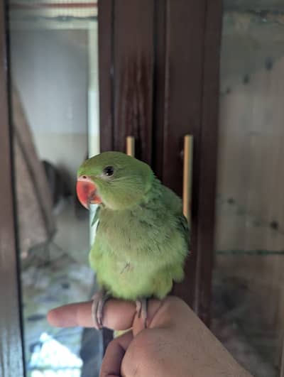 Hand tame ring neck