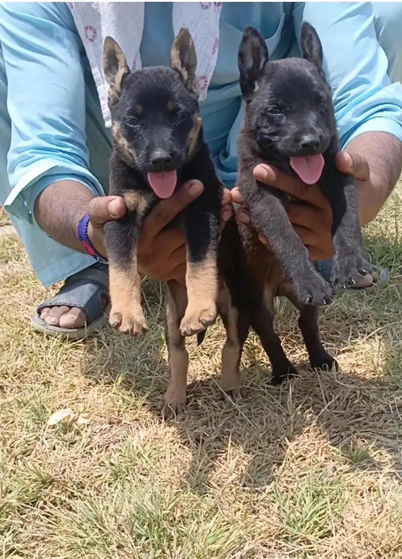 Black German shepherd pair | Alsatian Puppy | GSD | Dog | single coat