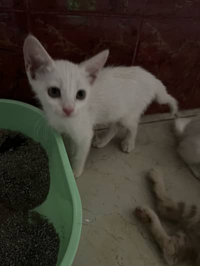 4 Adorable Kittens Available for Loving Homes
