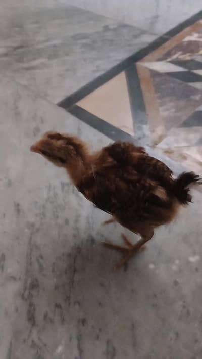 a hen