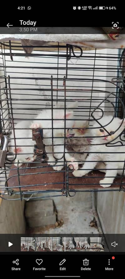 kitten cat Punch face three females or 1 male