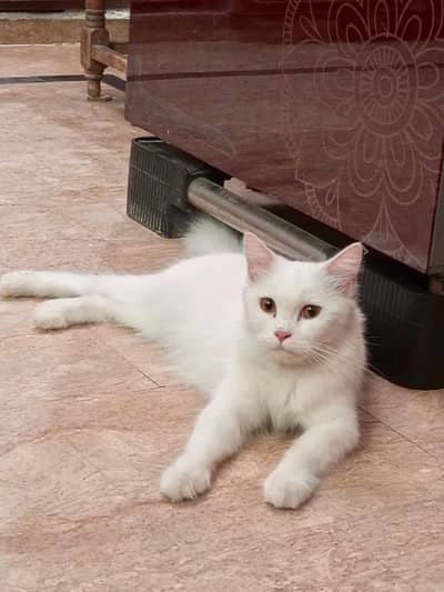White Persian female cat, Litter trained