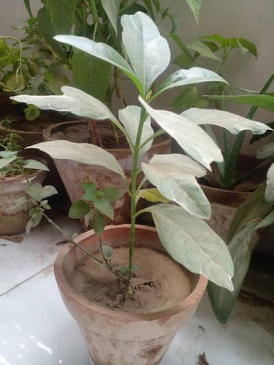 Plants for sell with pots