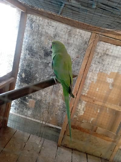 green parrot