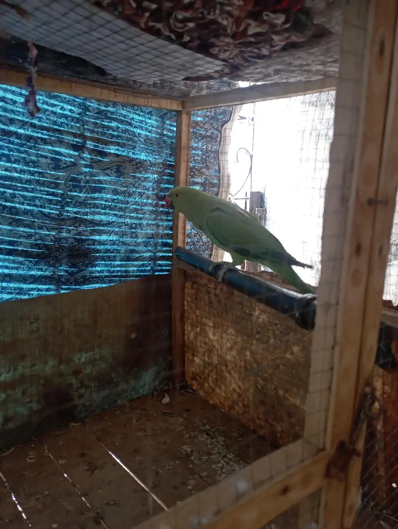 green parrot — photo 2