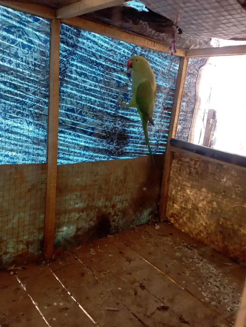 green parrot — photo 3
