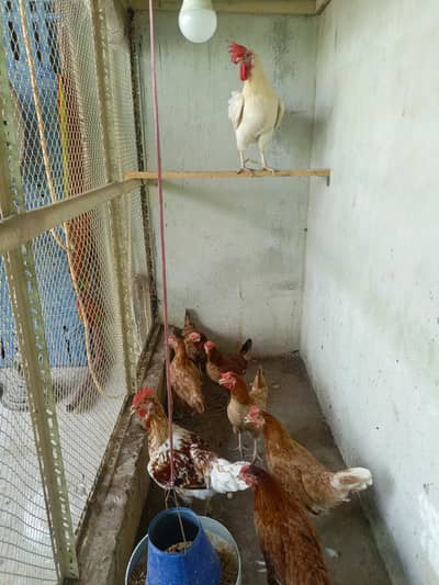 Golden Misri female setup sale urgent