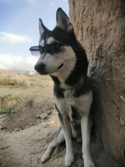 Siberian husky, pedigree breed.