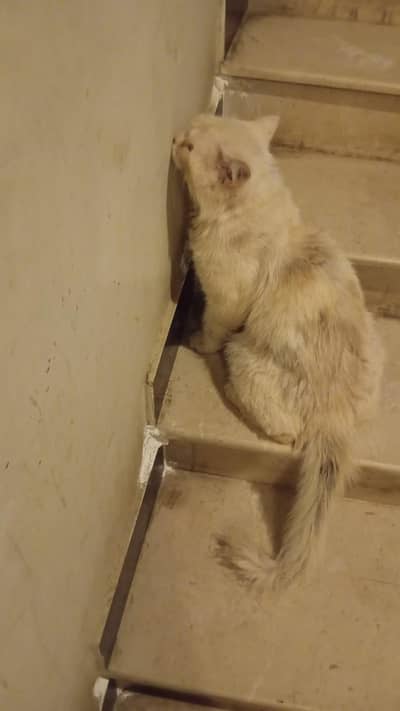 male hai abhi Kuch days phle he shaved kar waya hai Persian hai