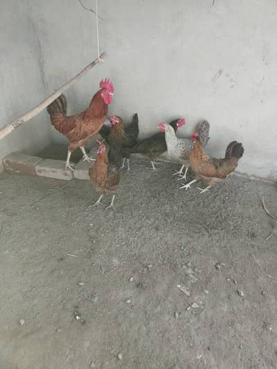 I am selling  healthy active egg laying  hens with one Cock
