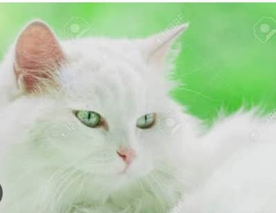 green eyes triple cote cat Long 03181833788