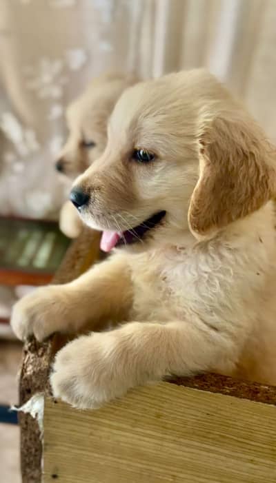 Golden retriever puppies 92@330*540*6115