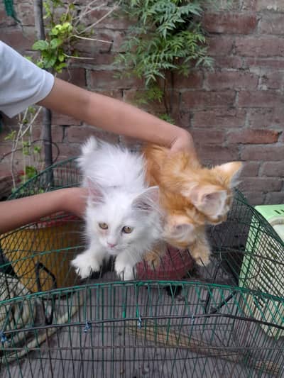 Persian kittens for sale 5 months old