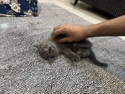 British Shorthair Male kitten