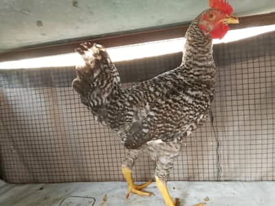 Plymouth male for breed