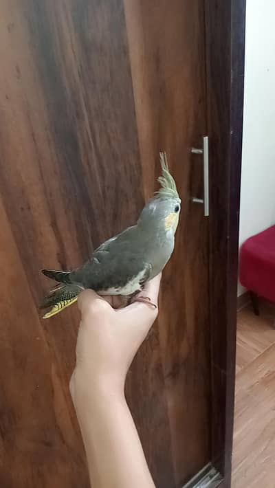 Grey Charcoal Cockatiel