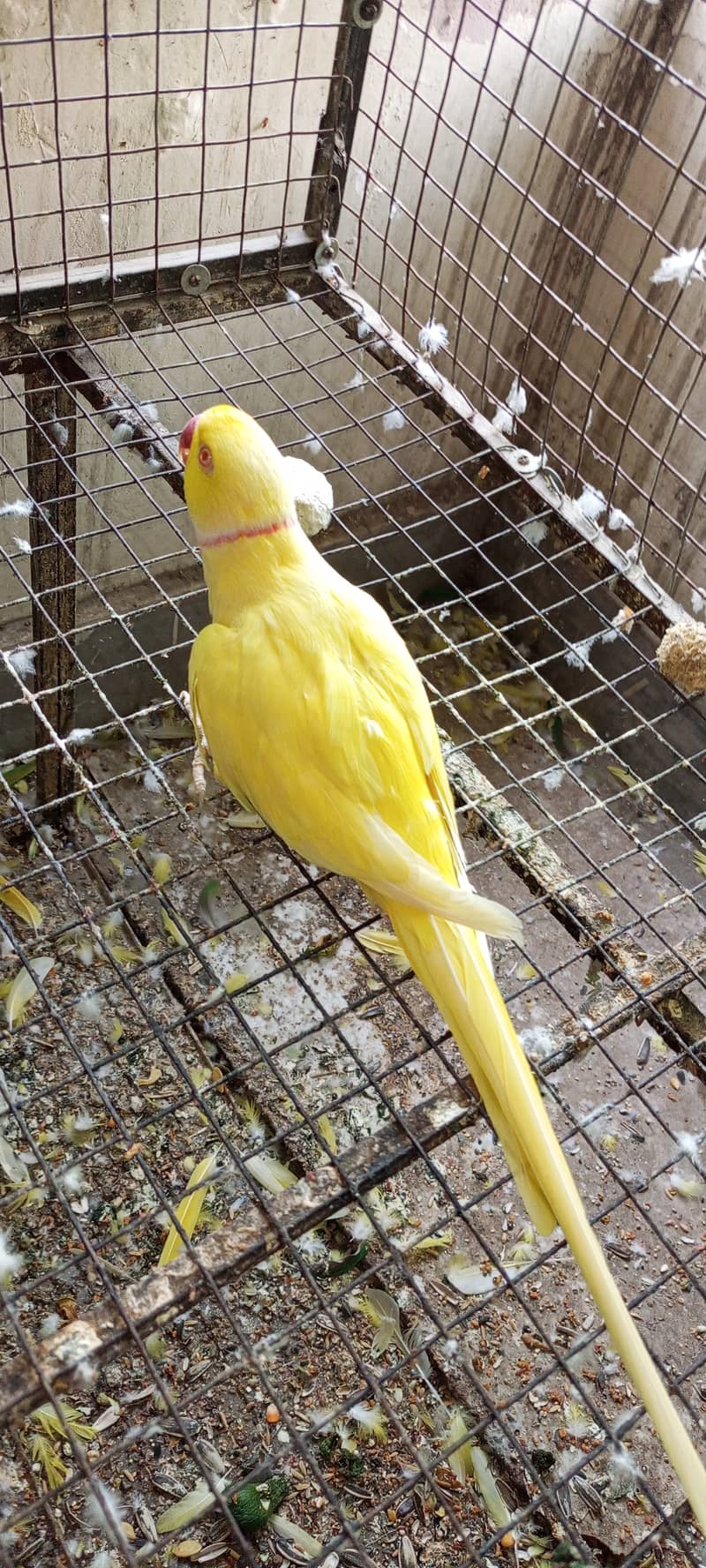 Yellow Ring neck breader pair available 0