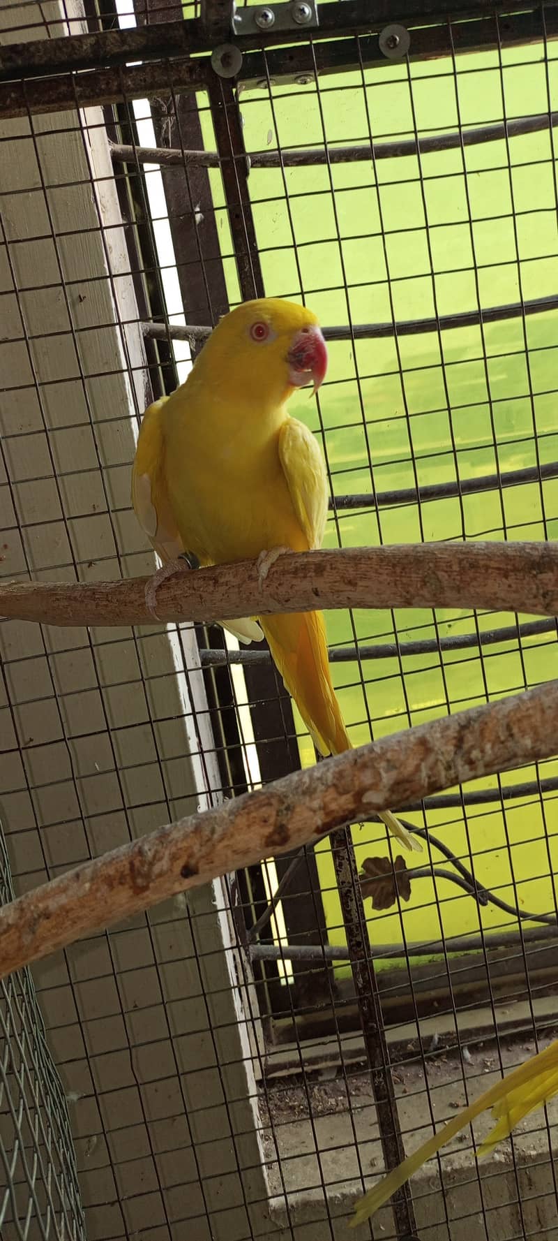 Yellow Ring neck breader pair available 1