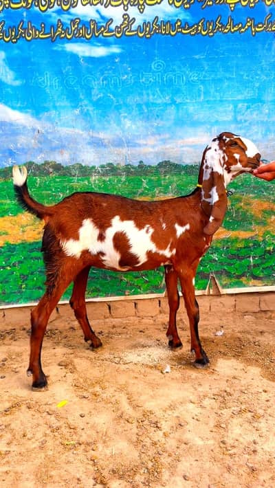 nagra betal  bakri for sale