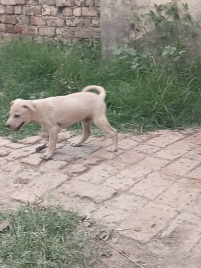 labrador male for sale