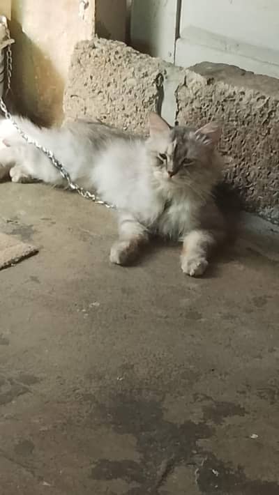 Persian cat adult available fully trained ha