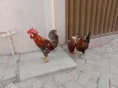 murga murgi for sale
